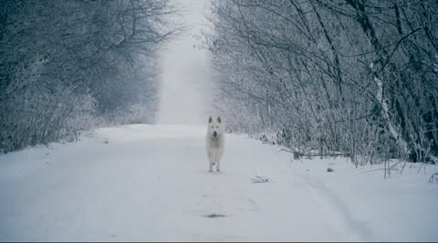 Snow-002 - Video Wallpaper