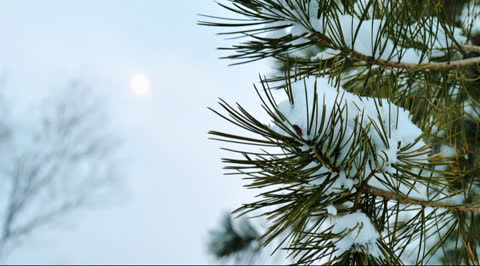 Snow-015 - Video Wallpaper