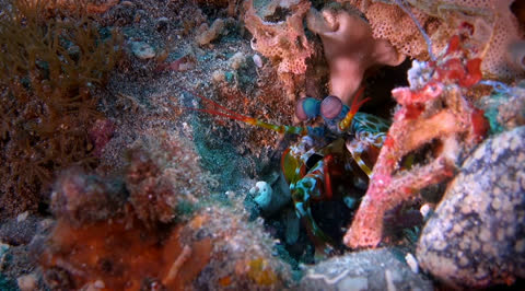 Sea Creatures 001 - Video Wallpaper
