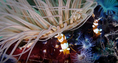 Sea Creatures 002 - Video Wallpaper