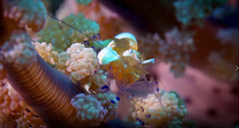 Sea Creatures 003 - Video Wallpaper
