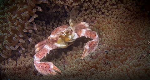 Sea Creatures 004 - Video Wallpaper