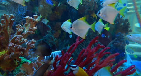 Sea Creatures 006 - Video Wallpaper