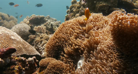 Sea Creatures 007 - Video Wallpaper
