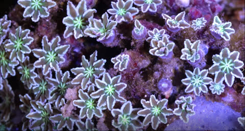 Sea Creatures 008 - Video Wallpaper