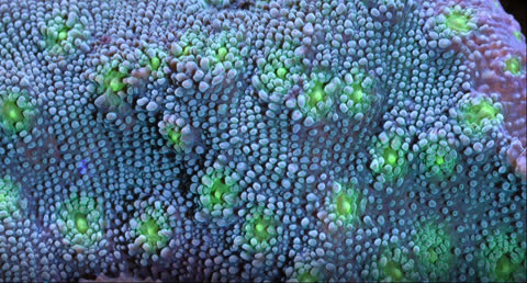 Sea Creatures 009 - Video Wallpaper