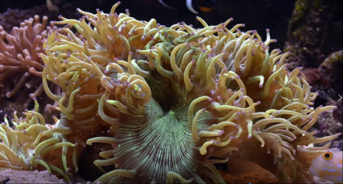 Sea Creatures 010 - Video Wallpaper