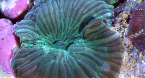 Sea Creatures 011 - Video Wallpaper