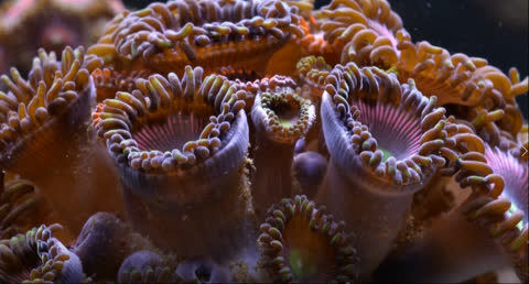 Sea Creatures 0012 - Video Wallpaper