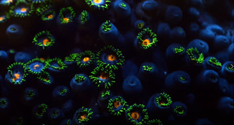 Sea Creatures 013 - Video Wallpaper