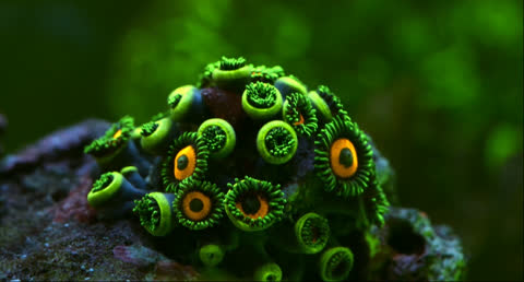 Sea Creatures 014 - Video Wallpaper
