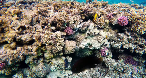 Sea Creatures 015 - Video Wallpaper