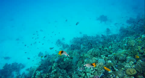 Sea Creatures 016 - Video Wallpaper
