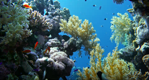 Sea Creatures 017 - Video Wallpaper