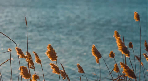 Rivers-007 - Video Wallpaper